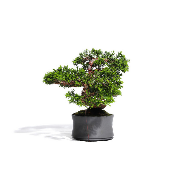 真柏　-Japanese Juniper-　（推定樹齢30年）-M0011- 詳細画像
